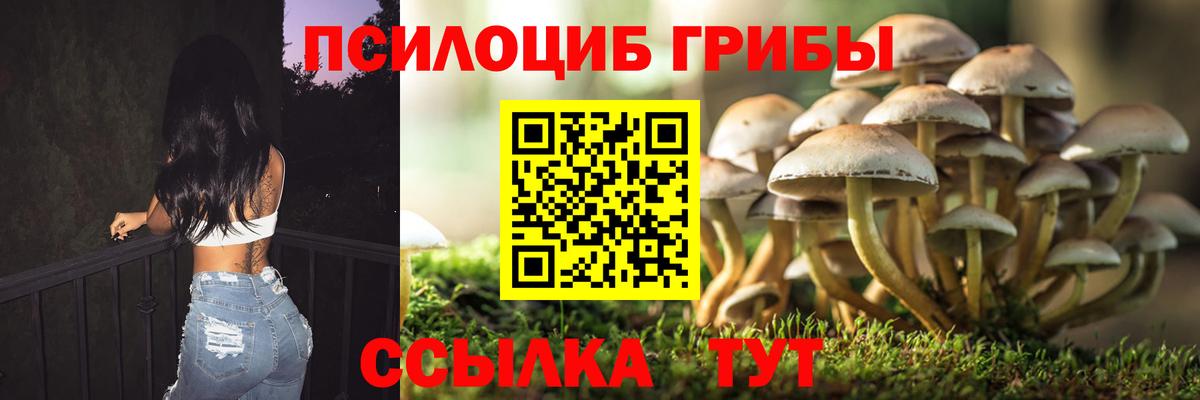 Псилоцибиновые грибы Psilocybe Калуга